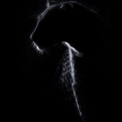 black profile pantera